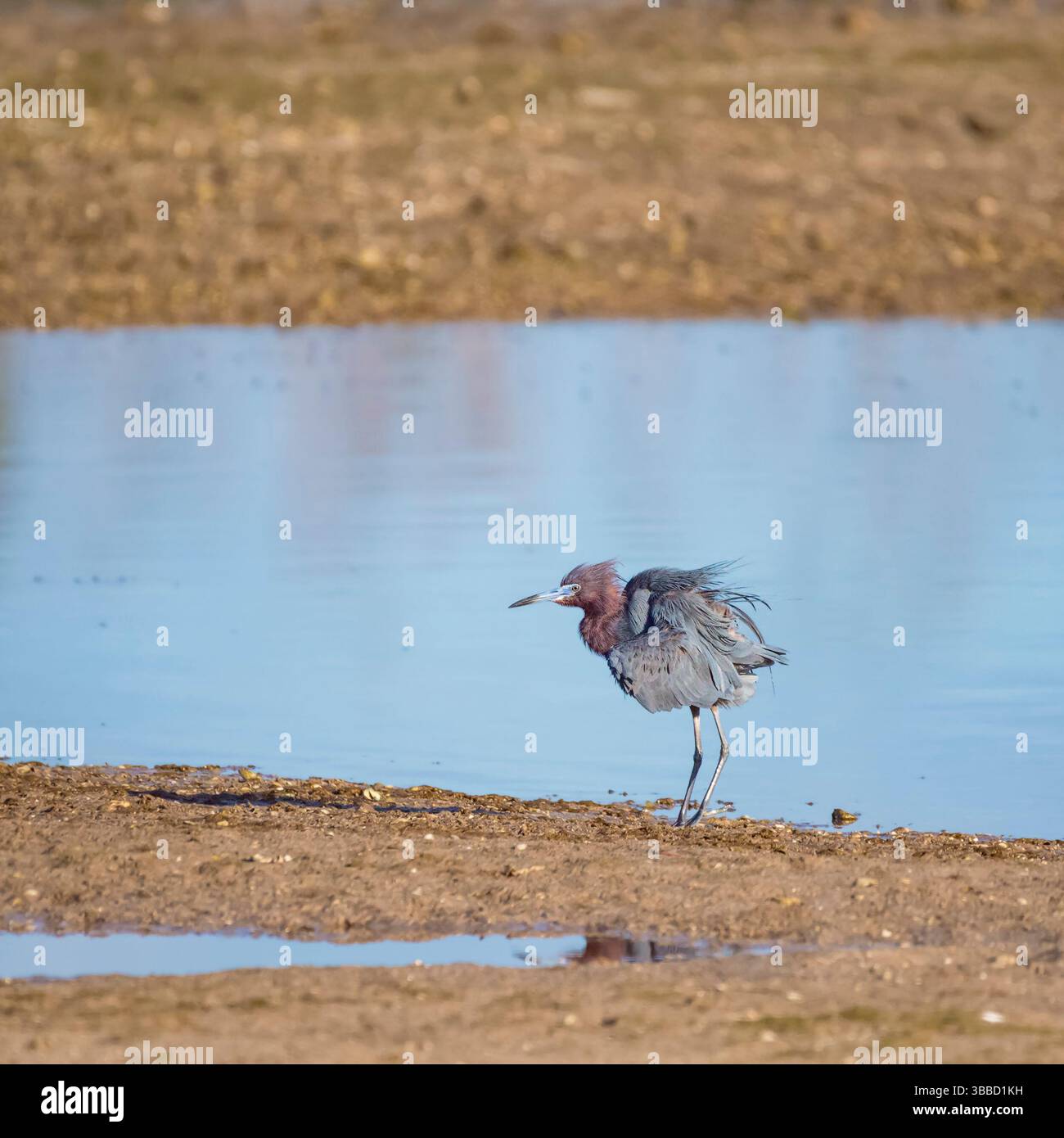 Piccolo airone blu (Egretta caerulea) con piume arricciate nel J. N. "Ding" Darling National Wildlife Refuge. Isola di Sanibel. Florida. STATI UNITI Foto Stock