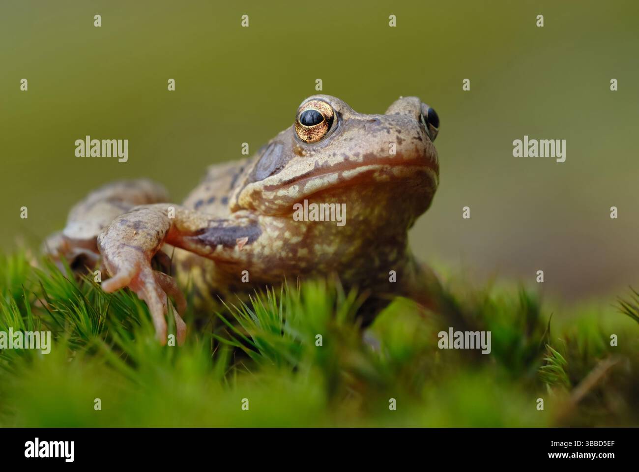 scontento... Rana d'erba * Rana temporaria * durante la migrazione anfibia in primavera, marzo, aprile, fauna selvatica, Europa. Foto Stock