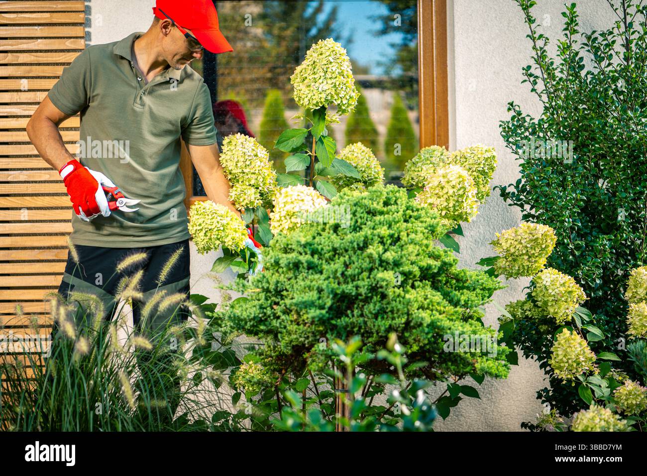 In un cortile luminoso e tranquillo, un giardiniere pota con cura ortensie, mostrando un vivace fogliame verde e grandi fiori pallidi. Foto Stock