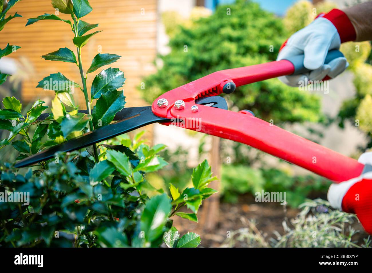 Un giardiniere si concentra sulla rifilatura delle siepi con cesoie rosso brillante, circondate da vegetazione lussureggiante in un giardino ben tenuto. Il giorno di sole provvisto Foto Stock