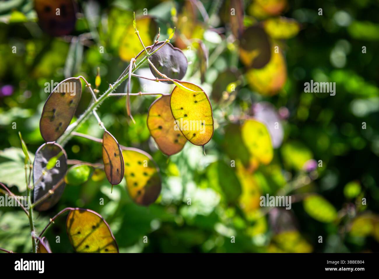 Pianta dell'onestà, Lunaria annua Foto Stock
