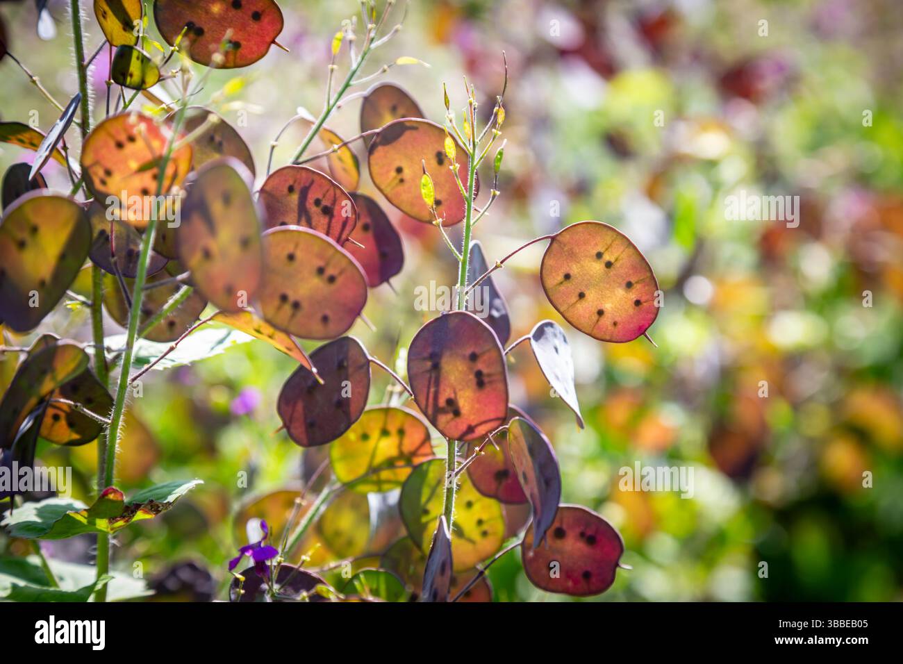 Pianta dell'onestà, Lunaria annua Foto Stock