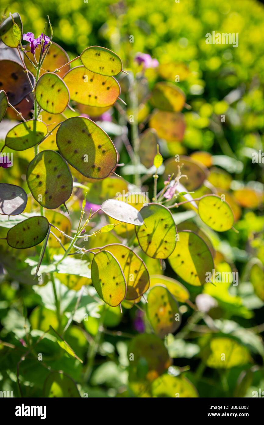 Pianta dell'onestà, Lunaria annua Foto Stock
