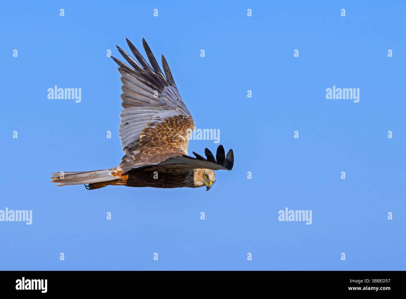 Marsh harrier eurasiatica / marsh harrier occidentale (Circus aeruginosus) maschio in volo contro il cielo blu Foto Stock