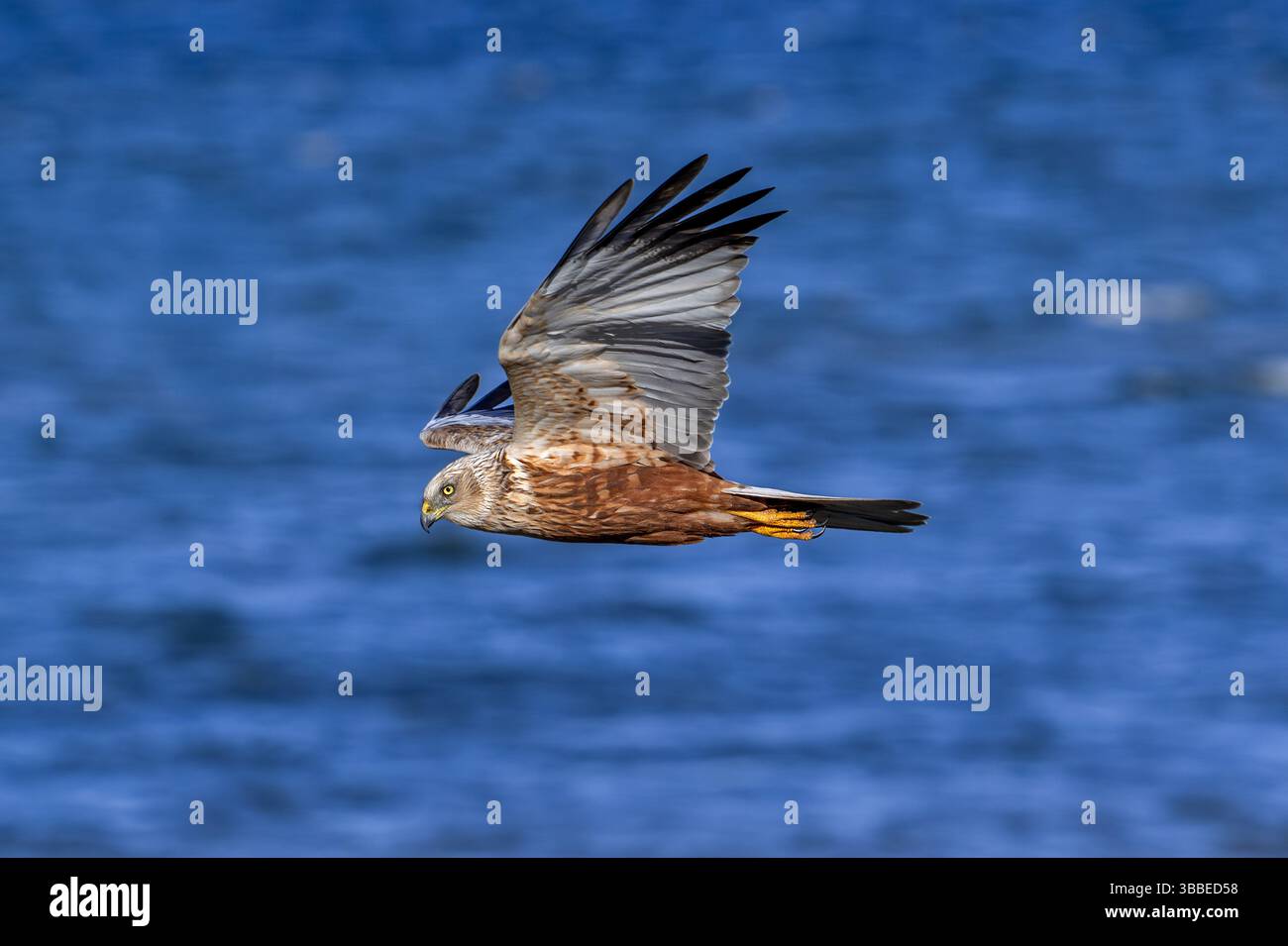 Harrier paludoso eurasiatico / Harrier palustre occidentale (Circus aeruginosus) maschio che vola sull'acqua marina lungo la costa Foto Stock