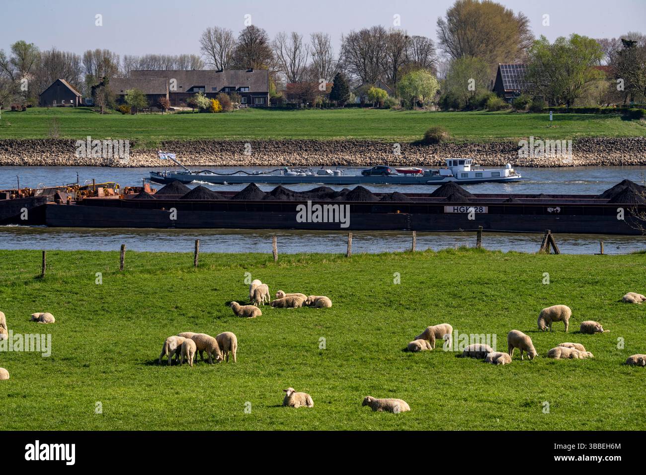 Il Reno vicino al villaggio di Kalkar-Grieth, pecore che pascolano sui prati del Reno, diga forestiera, nave da carico sul Reno, Renania settentrionale-Vestfalia, Germa Foto Stock