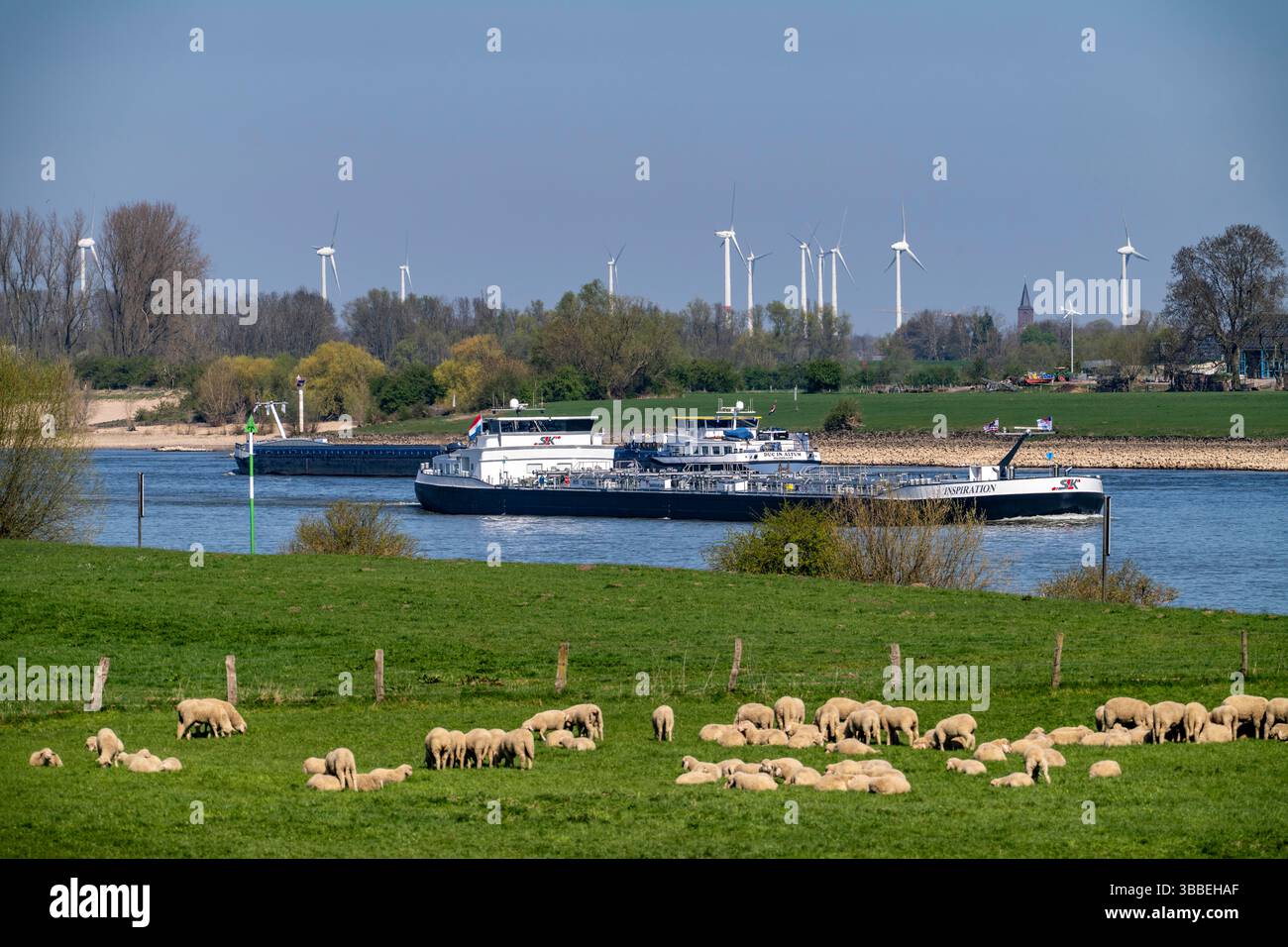 Il Reno vicino al villaggio di Kalkar-Grieth, pecore che pascolano sui prati del Reno, diga forestiera, nave da carico sul Reno, Renania settentrionale-Vestfalia, Germa Foto Stock