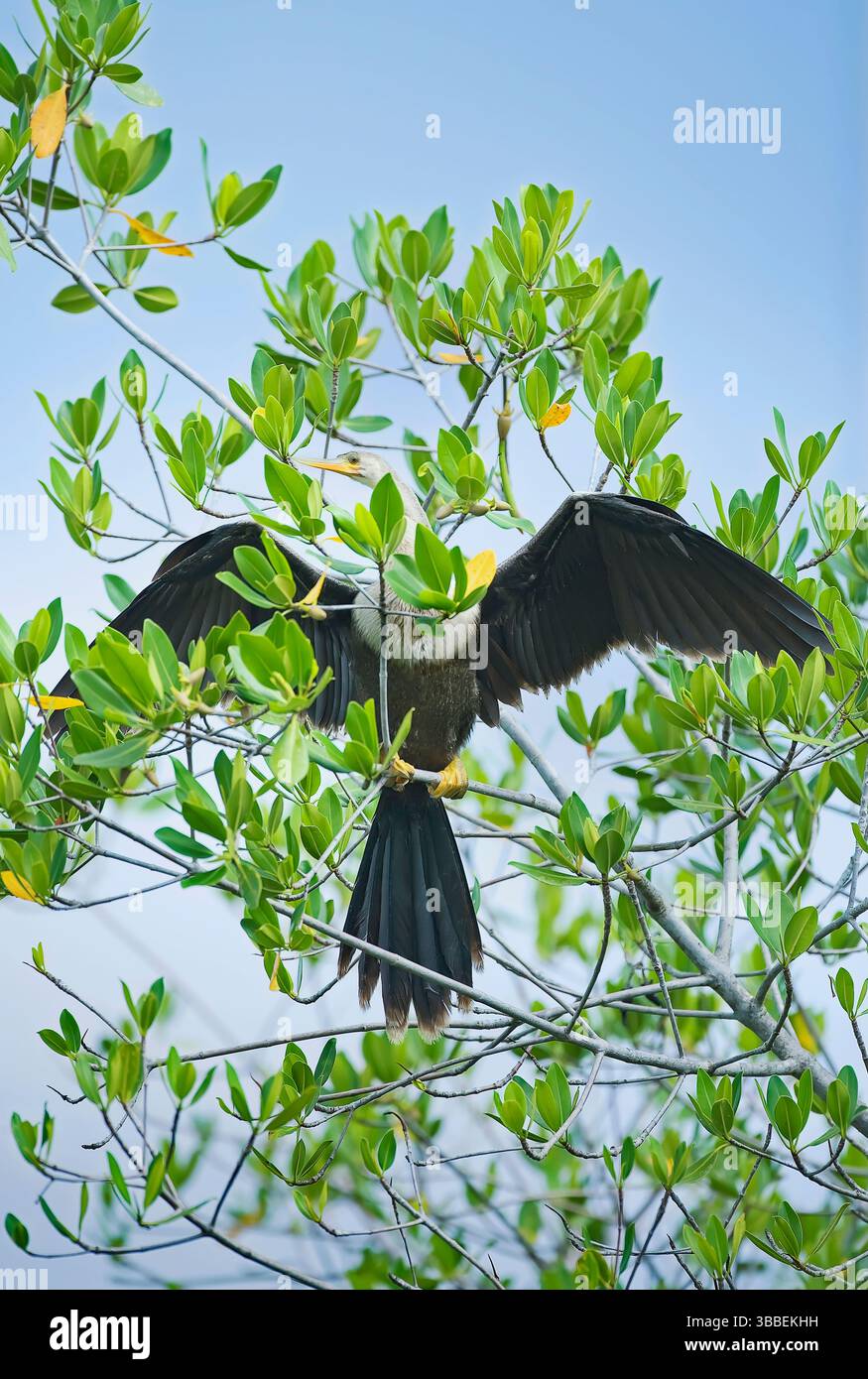 Anhinga (Anhinga Anhinga), Sanibel Island, JN Ding Darling National Wildlife Refuge, Florida, USA Foto Stock