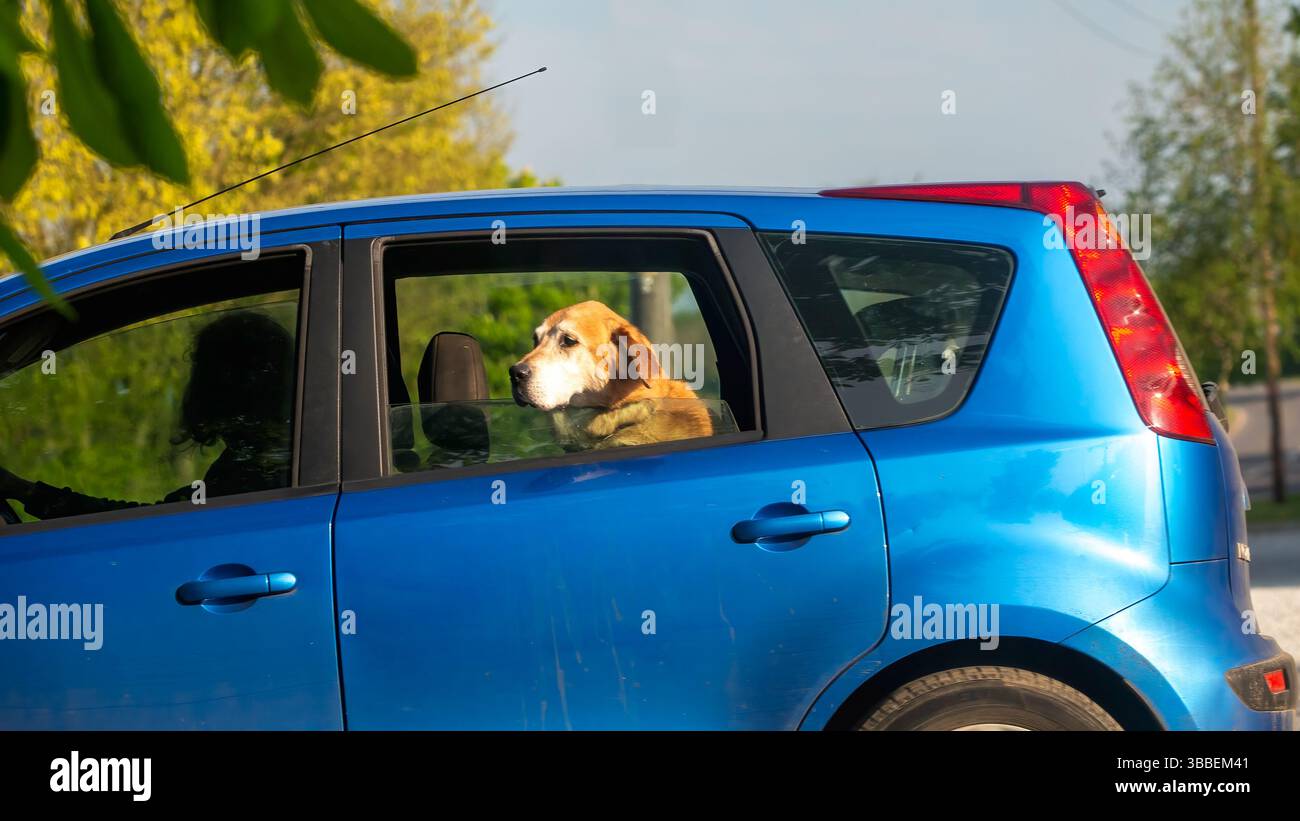Whittlebury, Northants., Regno Unito - 27 aprile 2025: Cane d'oro che guarda fuori dalla finestra di un'auto blu in un giorno di sole Foto Stock