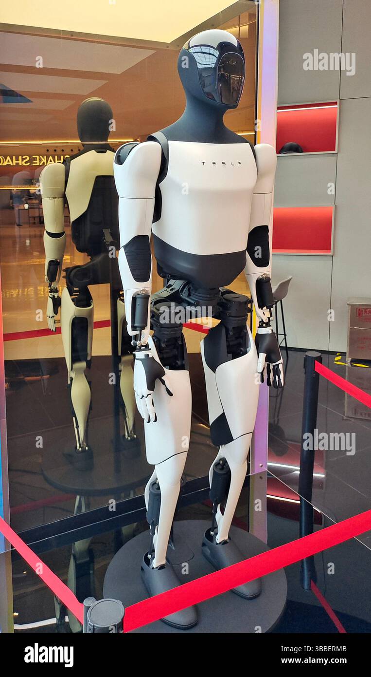 SHANGHAI, CINA - 15 MAGGIO 2025 - il robot umanoide Tesla Optimus Gen-2 in mostra in un negozio Tesla a Shanghai, Cina, il 15 maggio 2025. Foto Stock