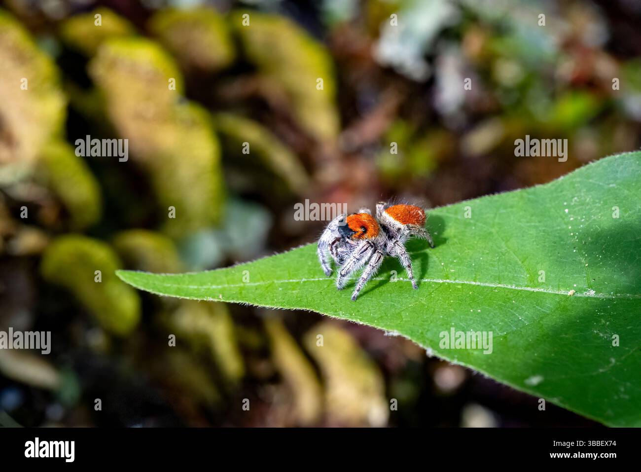 Maschio Whitman's Jumping Spider (Phidippus whitmani) - Pisgah National Forest, vicino a Brevard, North Carolina, Stati Uniti Foto Stock