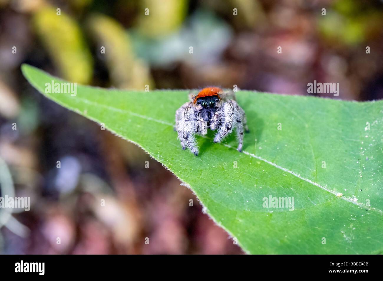 Maschio Whitman's Jumping Spider (Phidippus whitmani) - Pisgah National Forest, vicino a Brevard, North Carolina, Stati Uniti Foto Stock