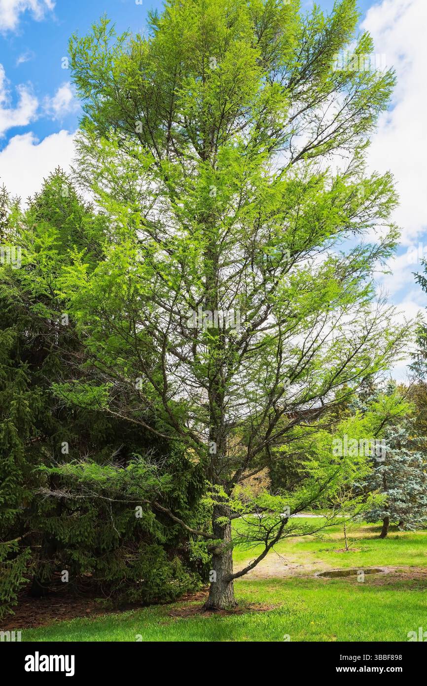 Larix sibirica - Arca siberiana con fogliame primaverile, Giardino Botanico di Montreal, Quebec, Canada Foto Stock