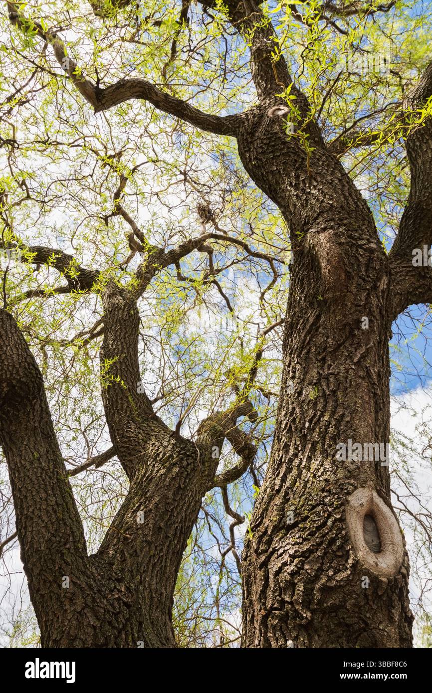 Salix 'Scarlet Curls' - tronco di salice che mostra la crescita del callo intorno al bordo della ferita dove il ramo è stato segato in primavera. Foto Stock