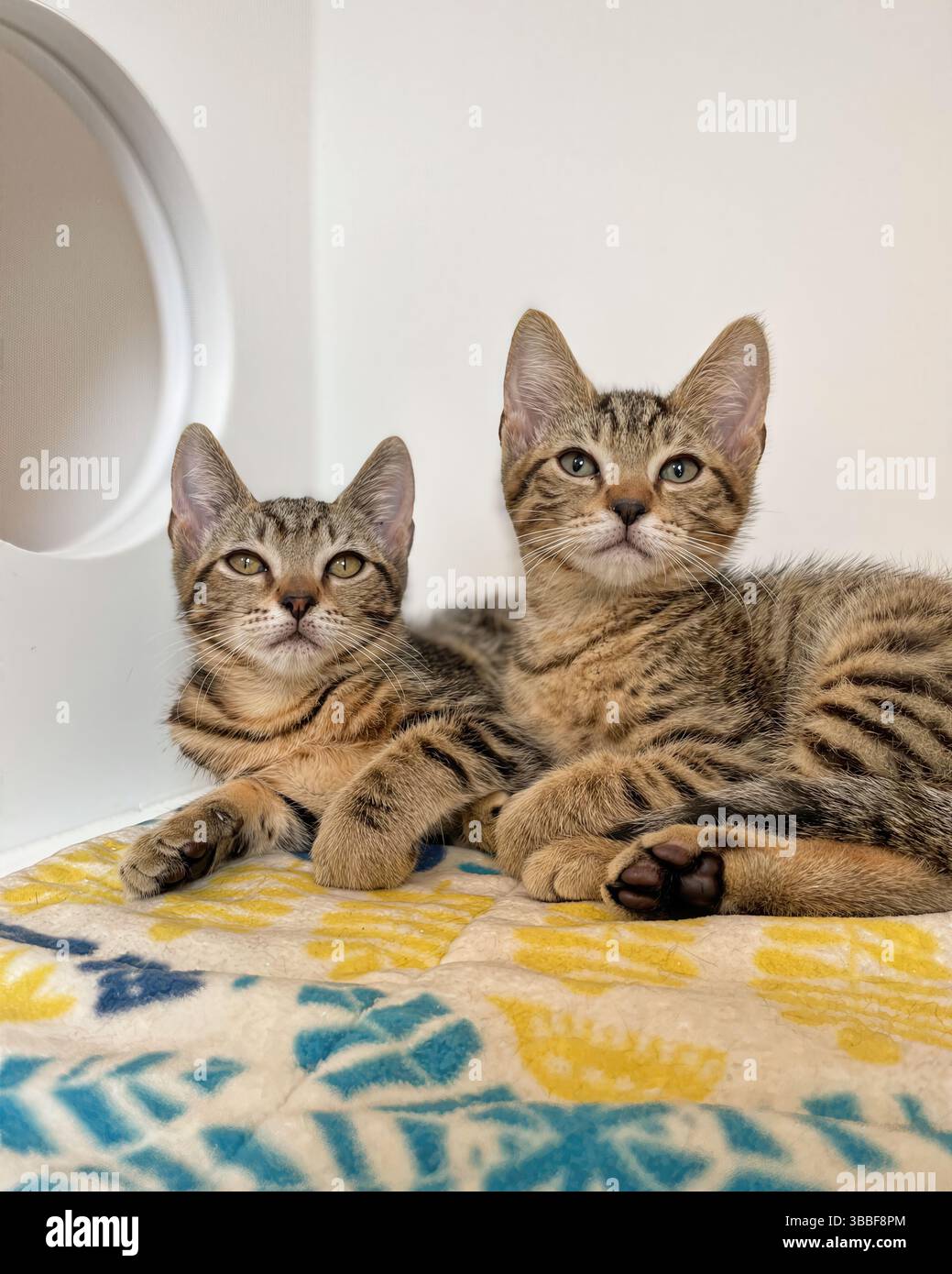 Due gattini tabby domestici riposano insieme su una coperta a motivi geometrici in un rifugio per animali, California, Stati Uniti, maggio 2025 Foto Stock