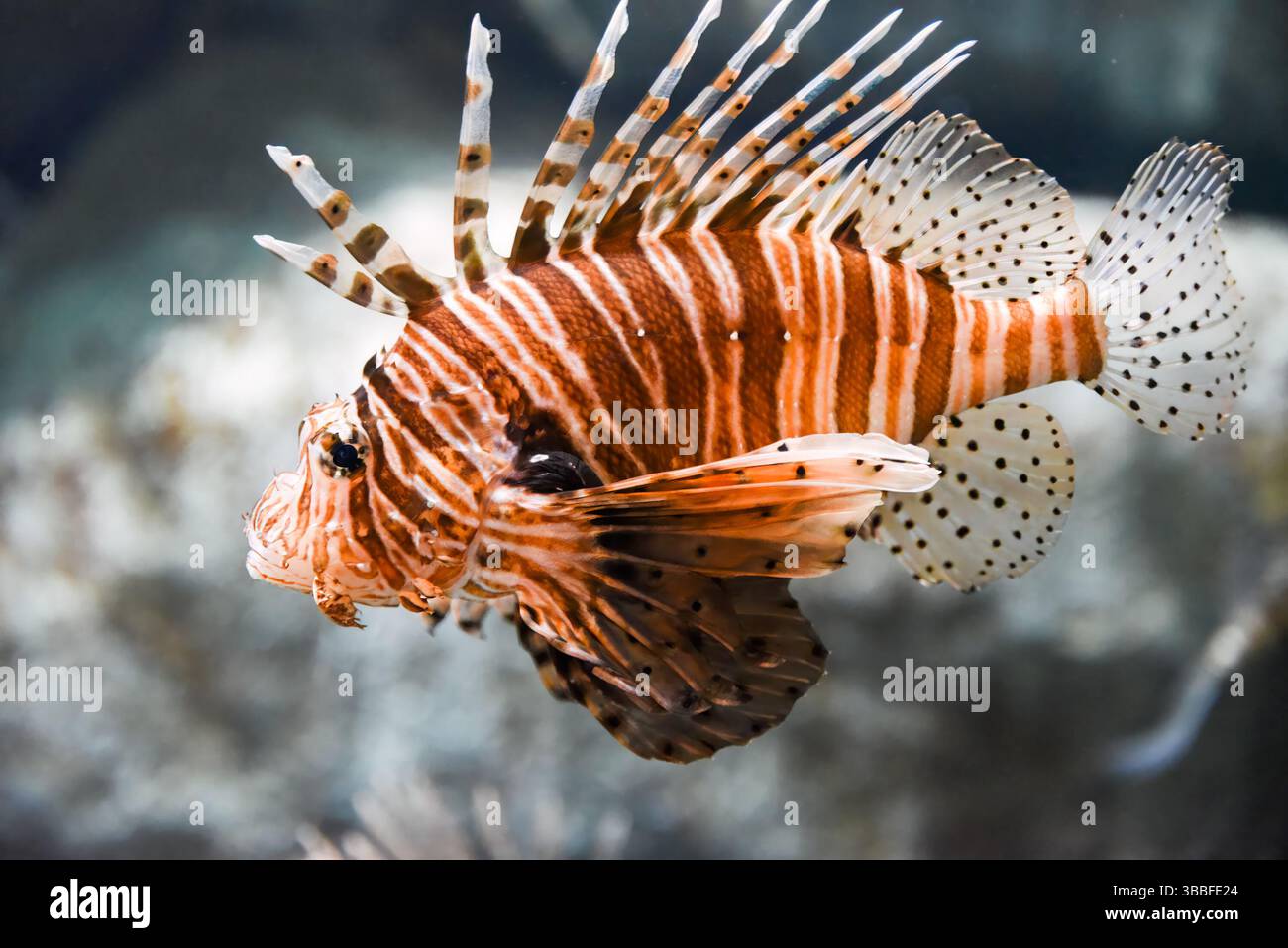 I pesci leone rossi con strisce e spine velenose nuotano con grazia nelle limpide acque tropicali vicino alla barriera corallina. Foto Stock