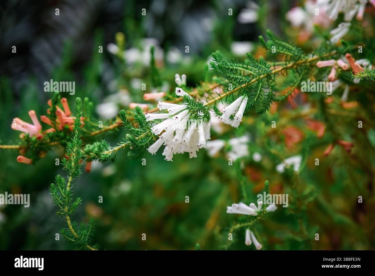Primo piano di Heath erica (conosciuta anche come Erica carnea) con fiori delicati e foglie verdi simili ad aghi. Foto Stock