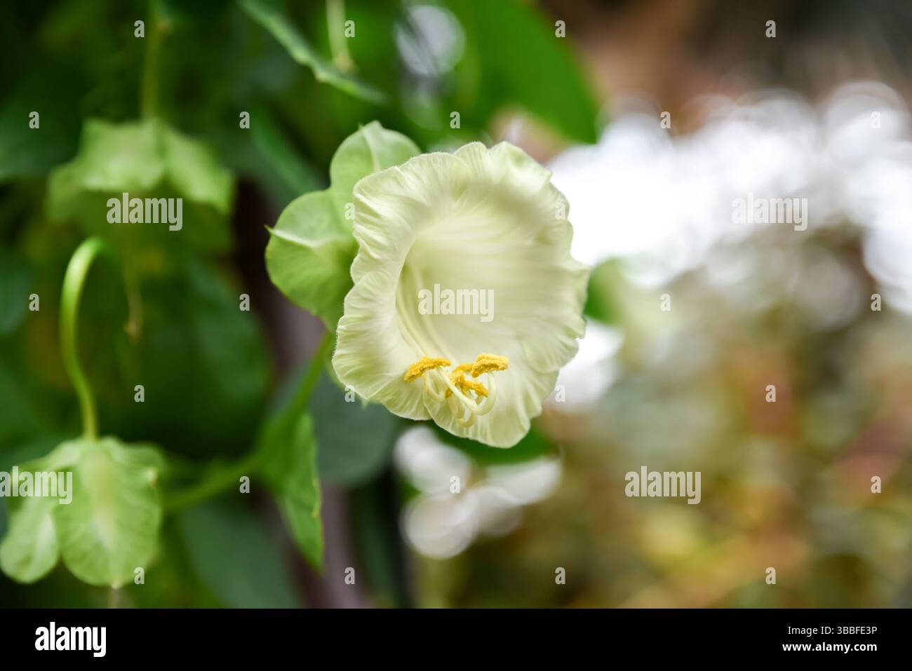 Bellissimi scandinavi bianchi di Cobaea (tazza e piattino) con grandi fiori a forma di campana che si arrampicano su un supporto in un giardino di Singapore Foto Stock