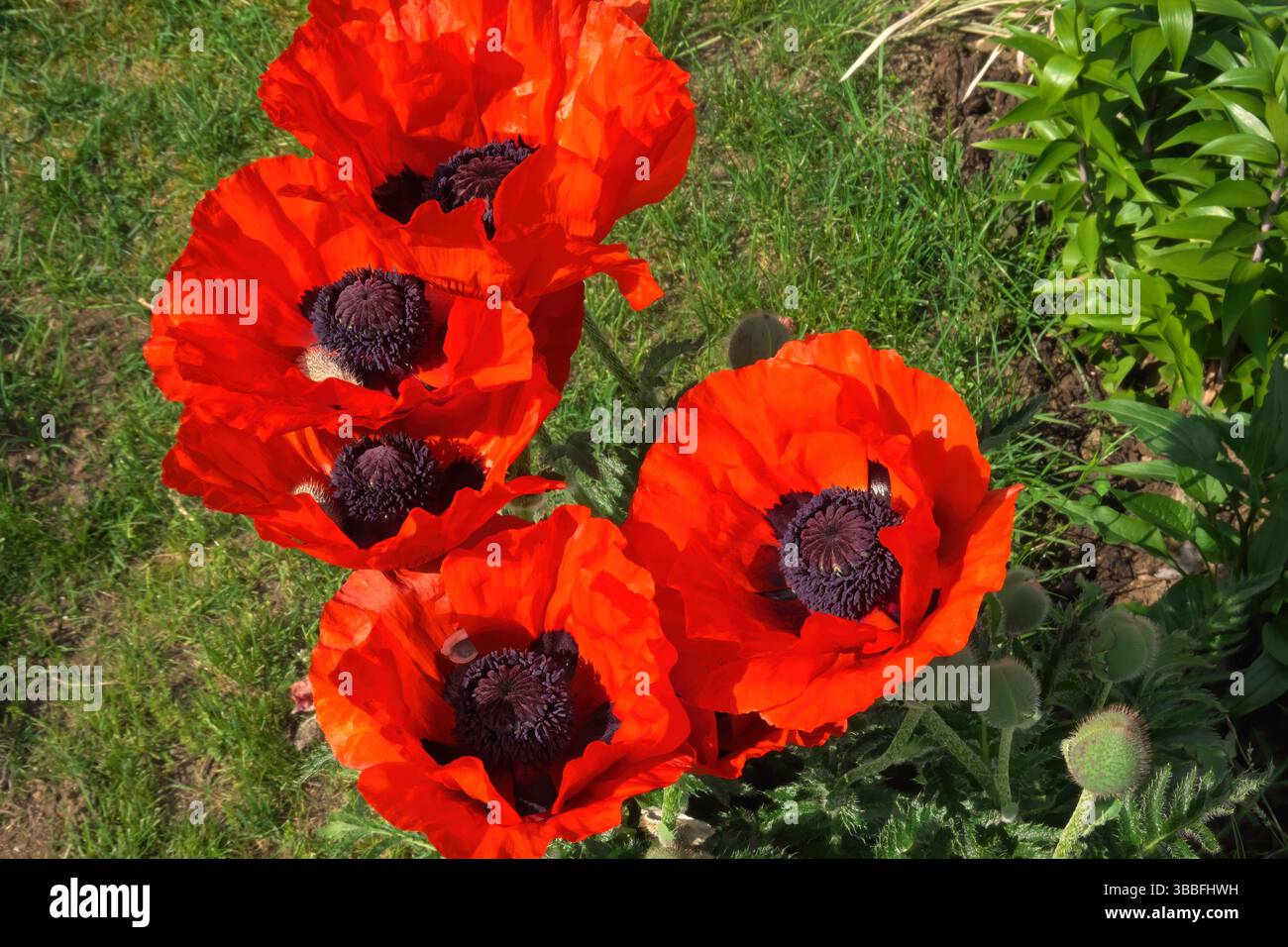 Papaveri rossi (Papaver) - un genere di 70-100 specie di annuali, perenni e biennali resistenti al gelo. Foto Stock