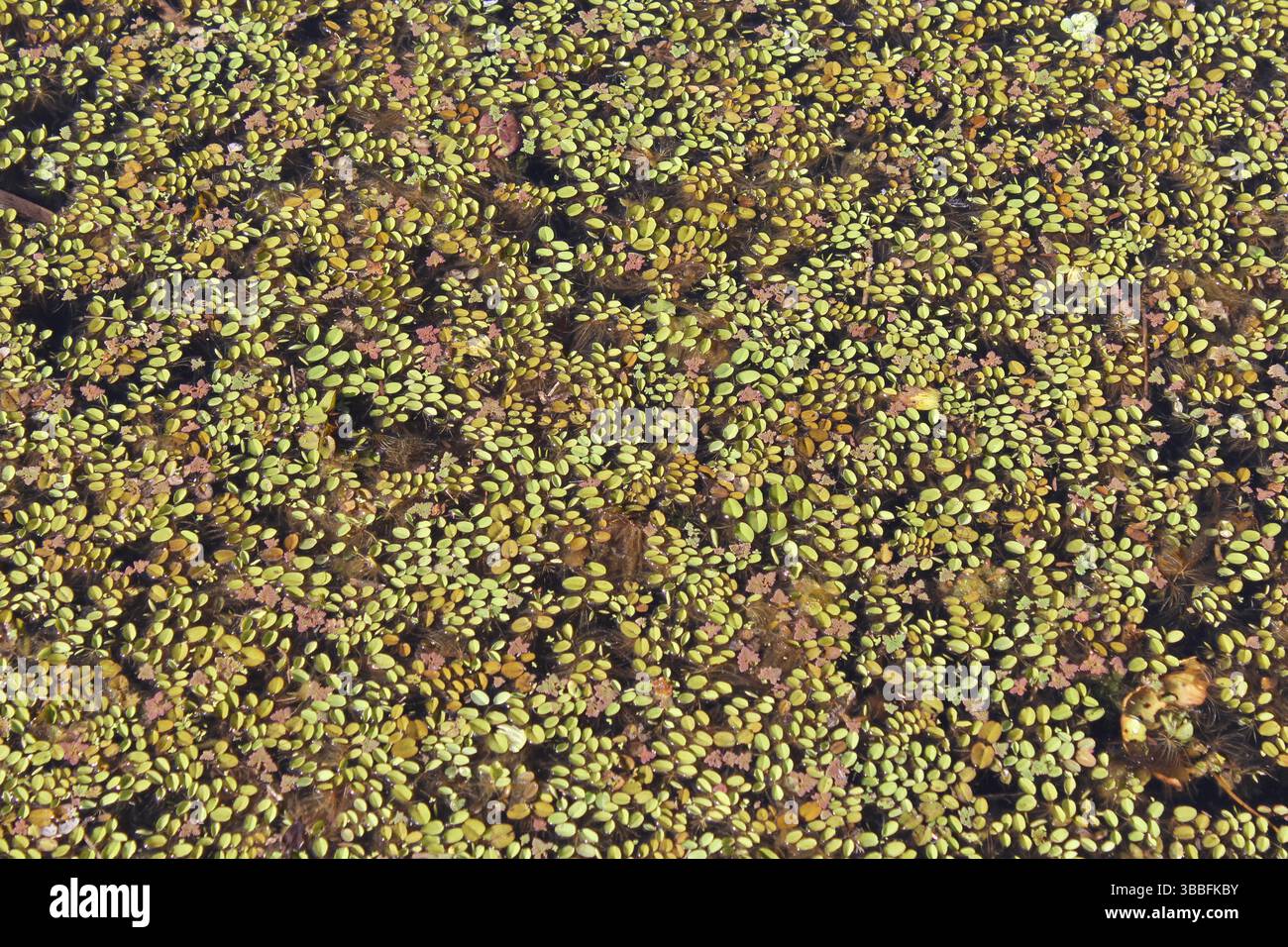 Piante di alghe d'anatra galleggianti sulla superficie dell'acqua Foto Stock