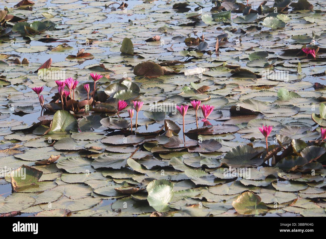 Bellissimi fiori sui tappetini di giglio Foto Stock