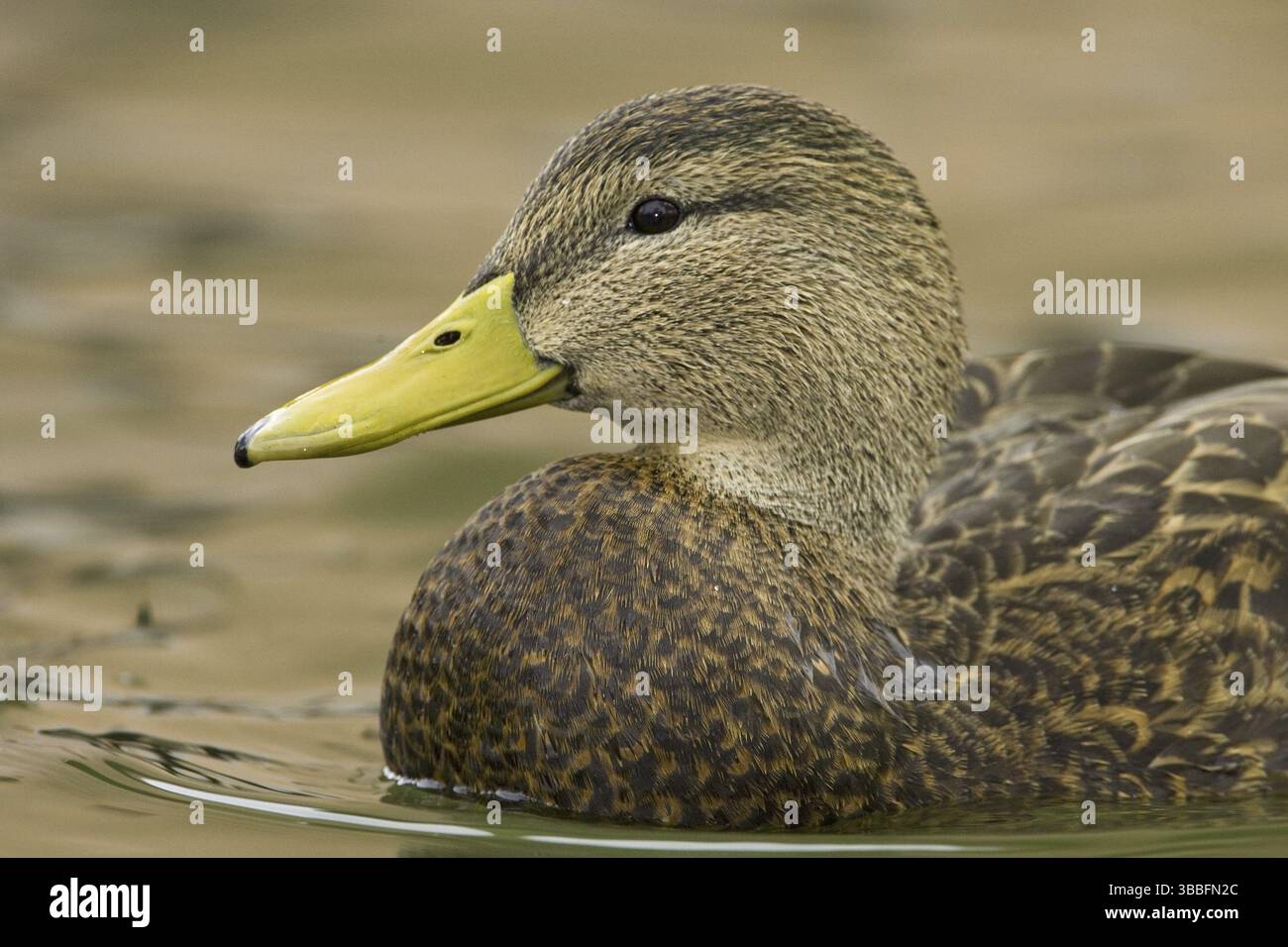 Mexican Duck (Anas diazi), New Mexico, USA, Nord America Foto Stock