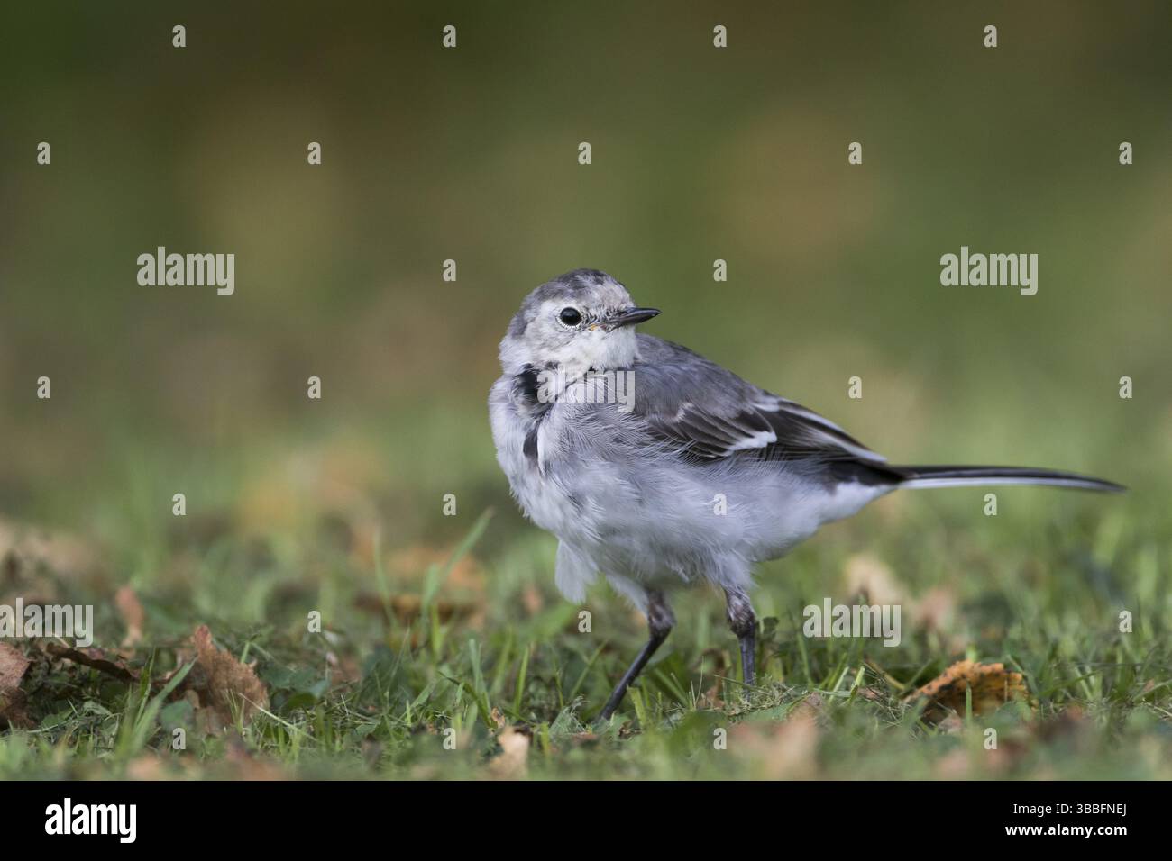 Coda di cavallo bianca - Bachstelze - Motacilla alba ssp. alba, gran bretagna Foto Stock