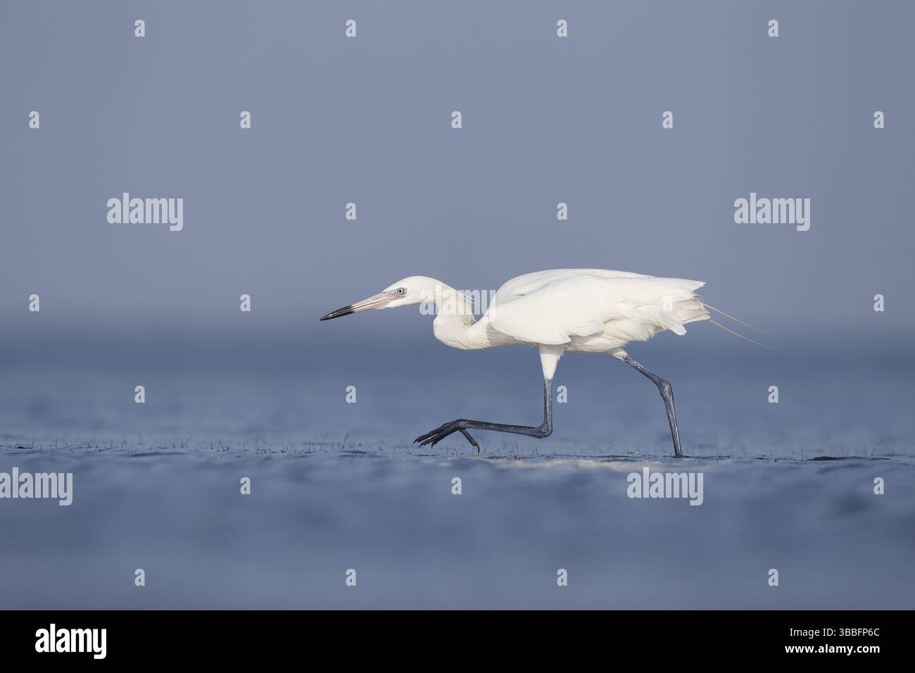 White-morph Egret rossastro : Mustang Island State Park : Port Aransas, TX Foto Stock White-morph Egret rossastro : Mustang Island State Park : Port Aransas, TX Foto Stock