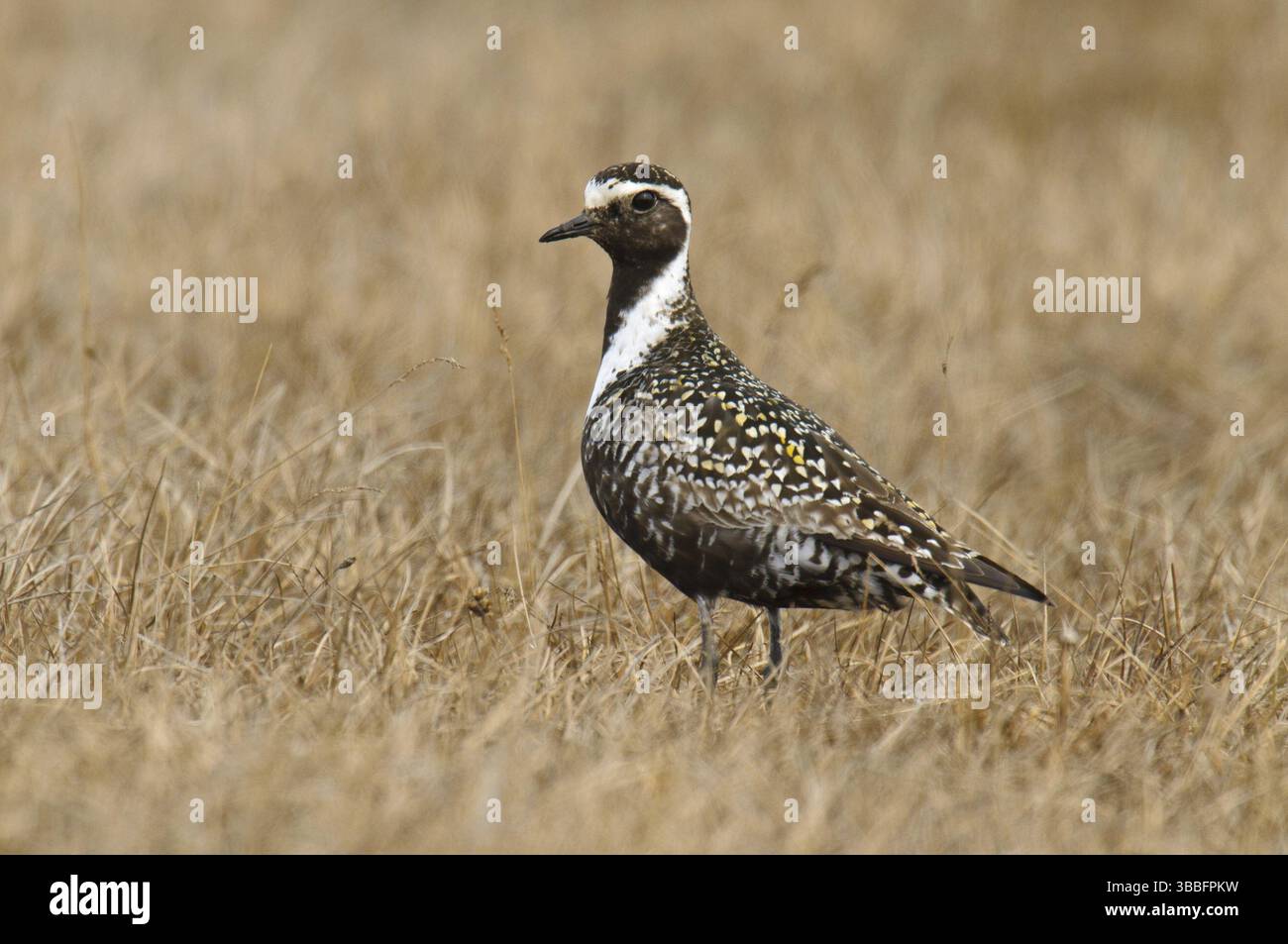 American Golden Plover (Pluvialis dominica), Alaska, Stati Uniti, Nord America Foto Stock