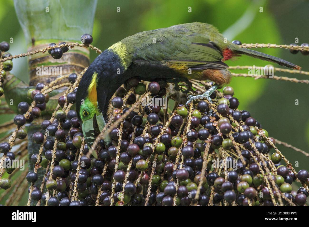 Toucanet (Selenidera maculirostris) a base di palme nella foresta pluviale atlantica del sud-est del Brasile Foto Stock