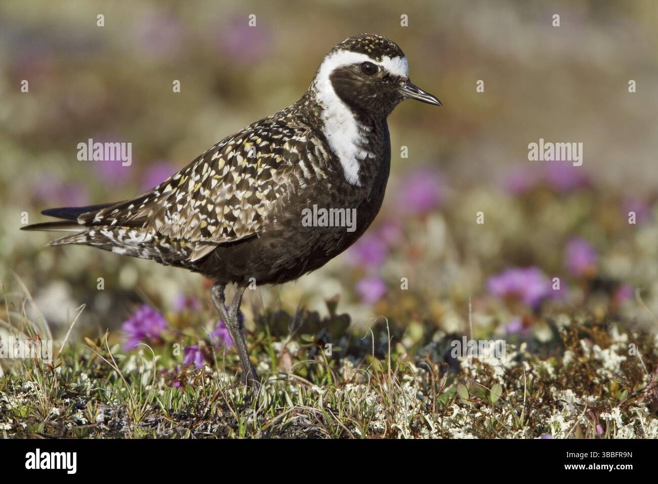 American Golden Plover (Pluvialis dominica) male, Manitoba, Canada, Nord America Foto Stock