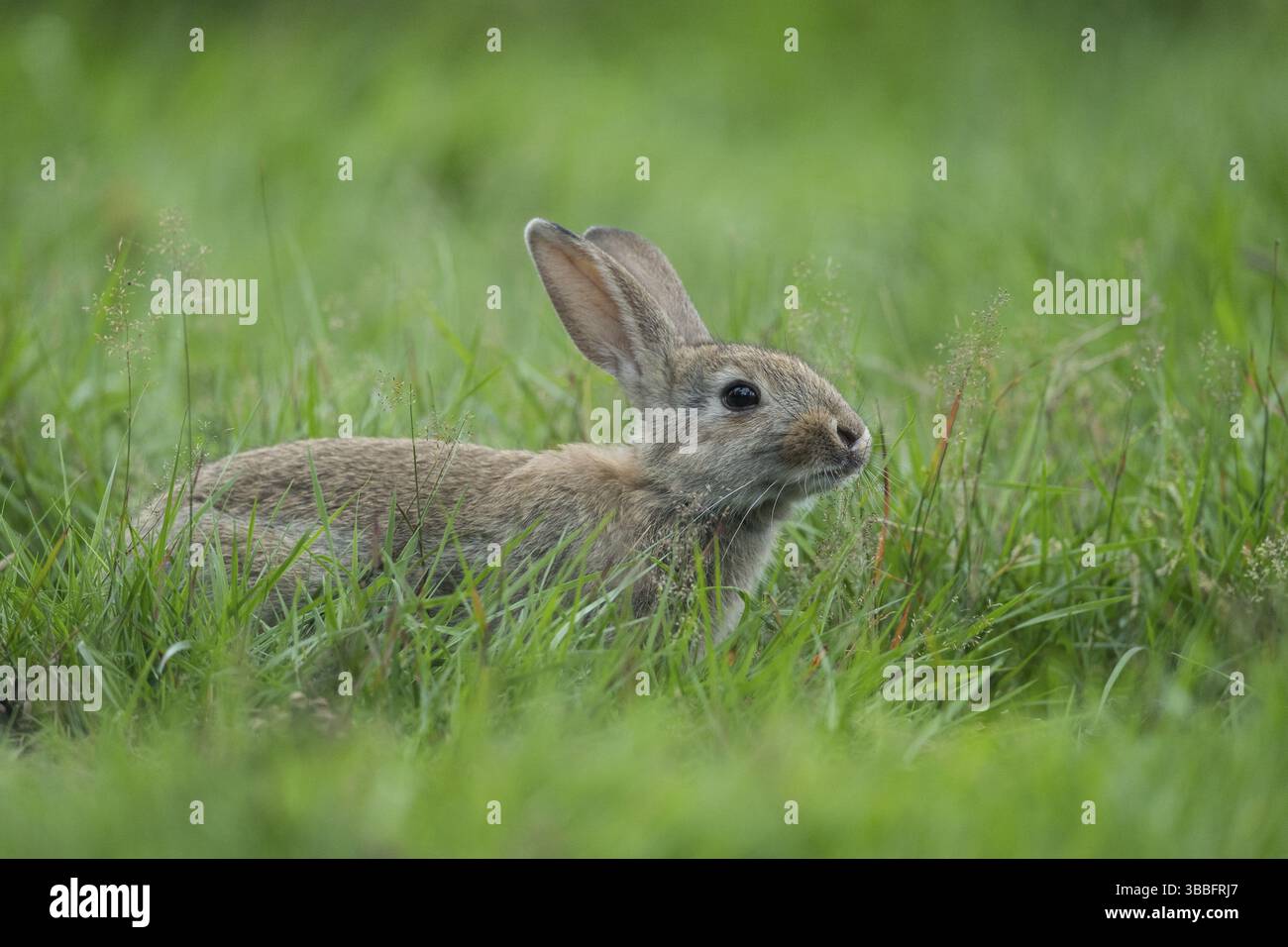 Coniglio europeo (Oryctolagus cuniculus), foraggio adulto nel prato, bassa Sassonia, Germania, Europa Foto Stock
