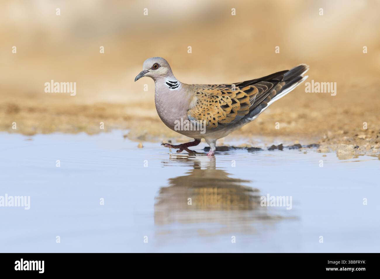 Tortora europea (Streptopelia turtur), Negev, Israele, Asia Foto Stock