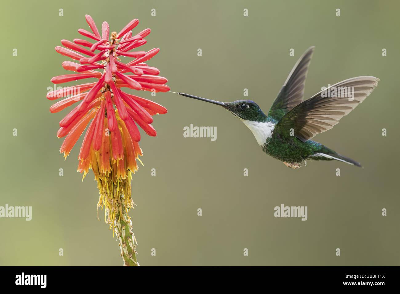 Inca con colletto (Coeligena torquata) che si nutrono di un fiore in Colombia, Sud America Foto Stock