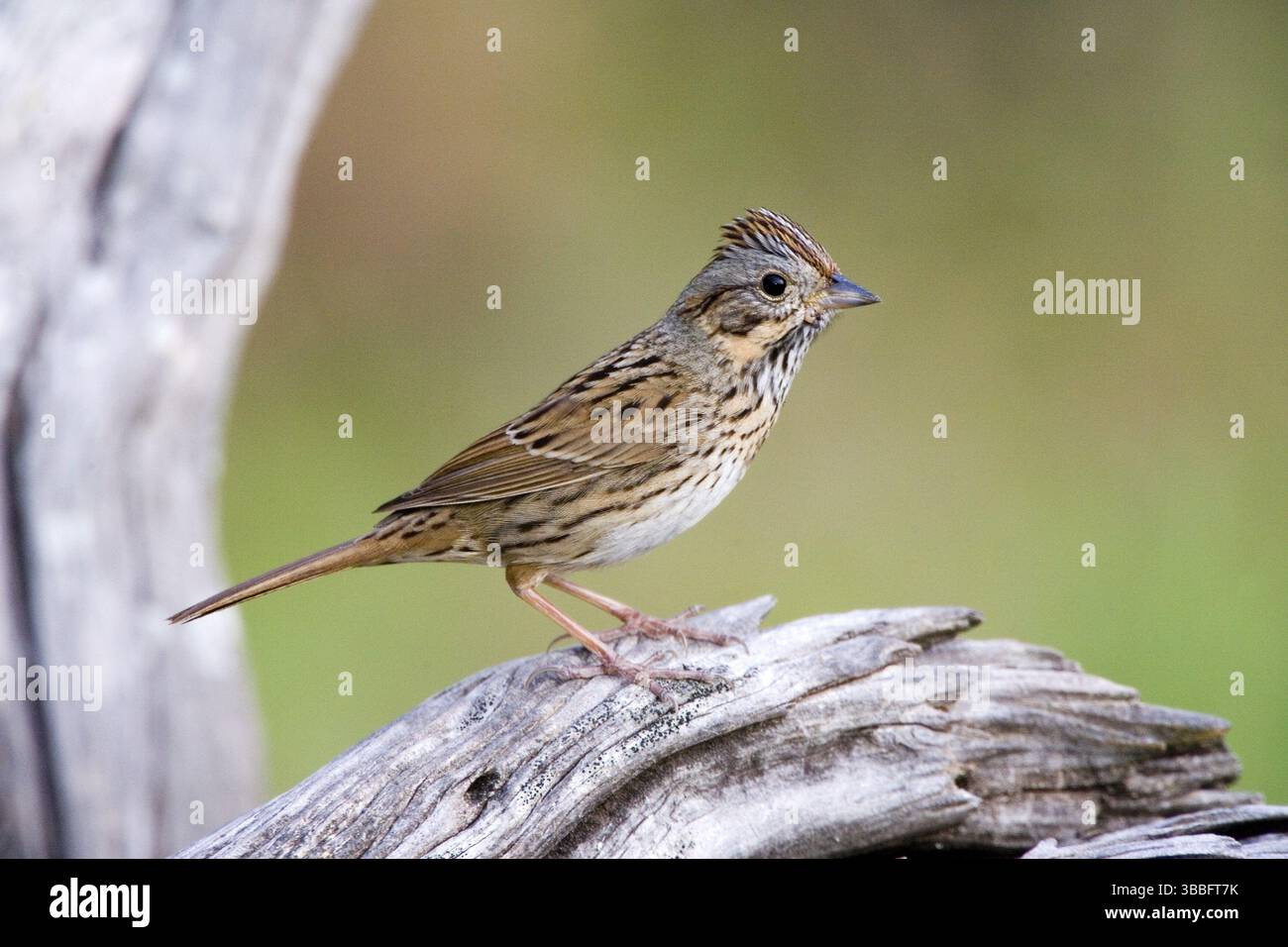 Lincoln's Sparrow Melospiza lincolnii McAllen, Texas, Stati Uniti 28 marzo Adult Emberizidae Foto Stock