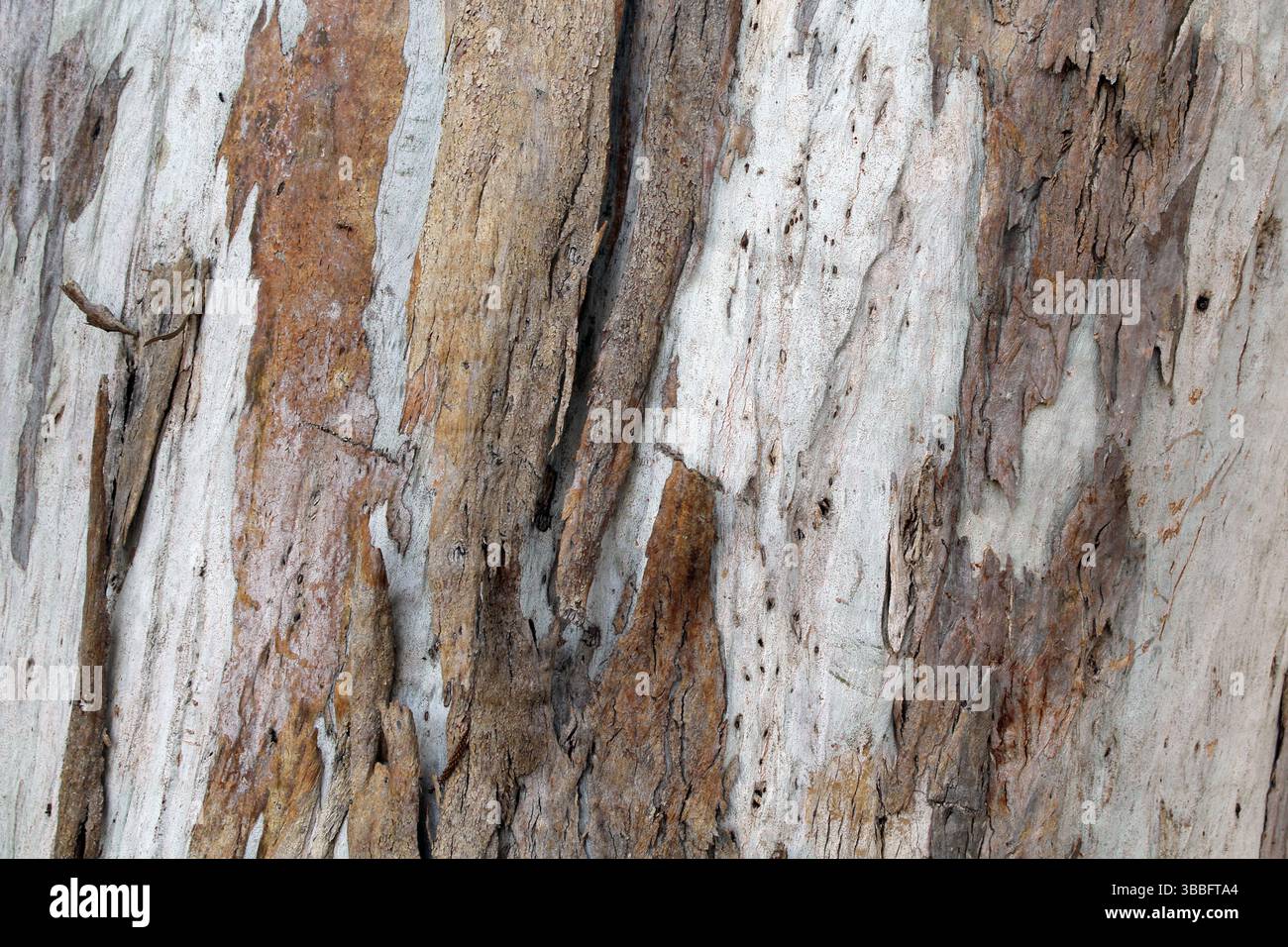 Primo piano di fondo strutturato di corteccia su un albero di eucalipto Foto Stock
