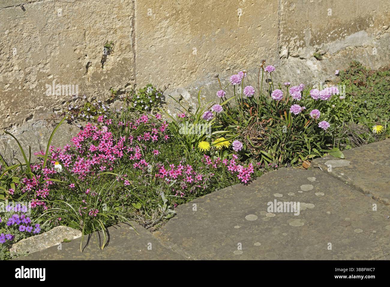 Fiori che crescono lungo la strada, Almshouses del 1612, Chipping Campden, Cotswolds, Inghilterra, gran Bretagna Foto Stock