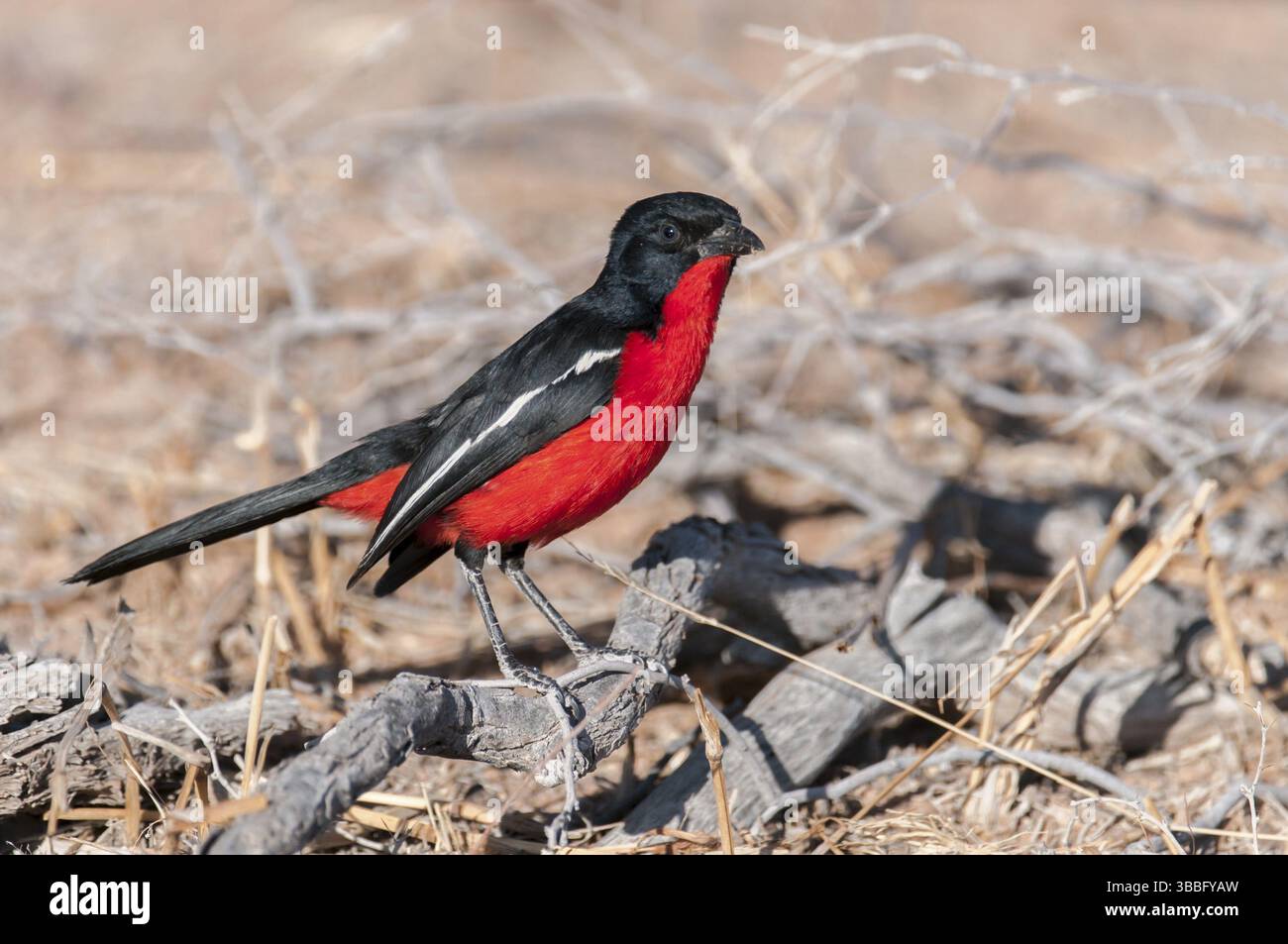 Shrike petto Crimson (Laniarius atrococcineus), Capo del Nord, Sud Africa, Africa Foto Stock