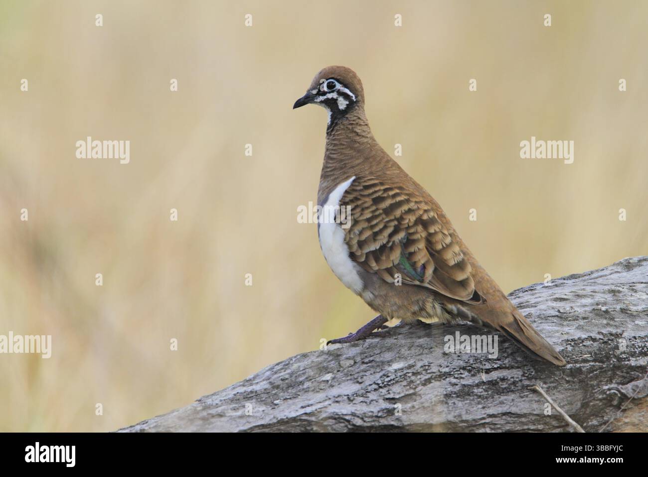 Piccione squatter piccione geophaps scripta australia immagini e ...