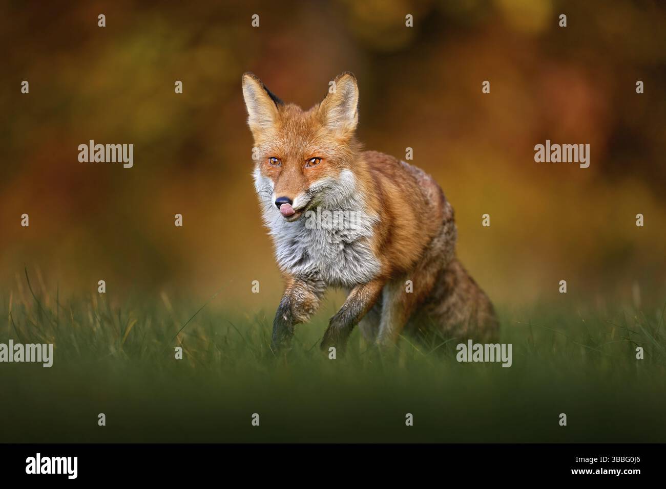 Fauna selvatica autunnale volpe rossa che corre su foglie d'autunno arancioni. Carino Red Fox, vulpes nella foresta autunnale. Bell'animale nell'habitat naturale. Fauna selvatica Foto Stock