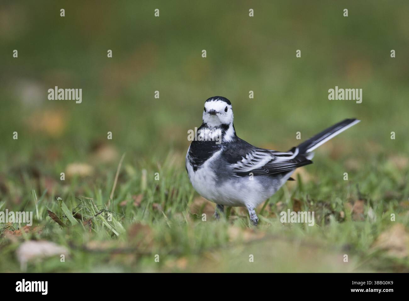 Pied Wagtail - Trauerbachstelze - Motacilla alba ssp. Yarelli, Gran Bretagna Foto Stock