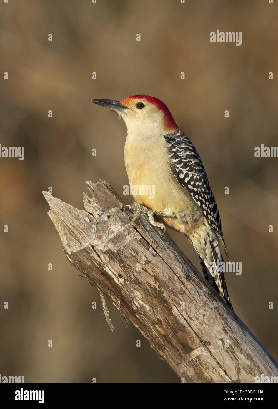 Picchio con panciotto rosso (Melanerpes carolinus), Ohio, Stati Uniti, Nord America Foto Stock