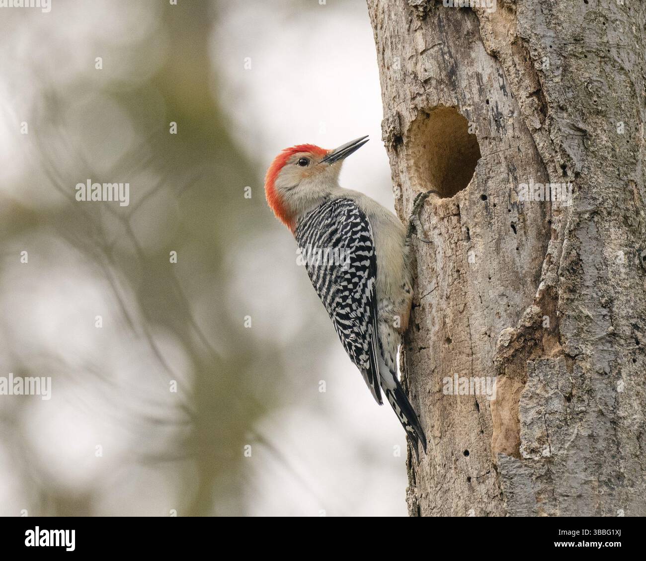 Maschio Woodpecker (Melanerpes carolinus) a nesting Cavity, Ontario, Canada, Nord America Foto Stock