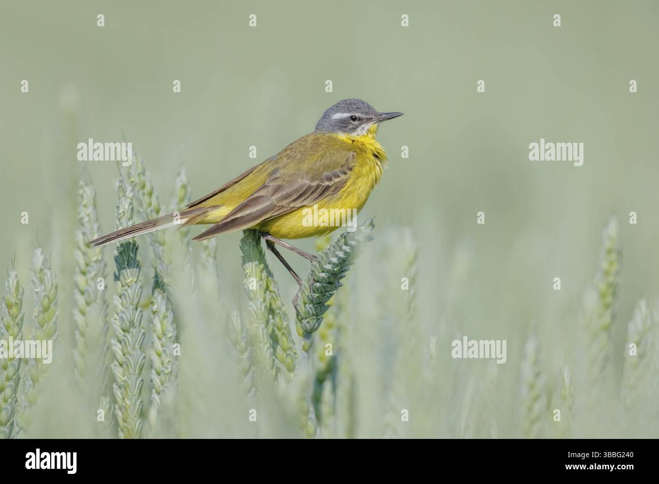 Schafstelze, Motacilla flava coda di cavallo blu, Motacilla flava Foto Stock