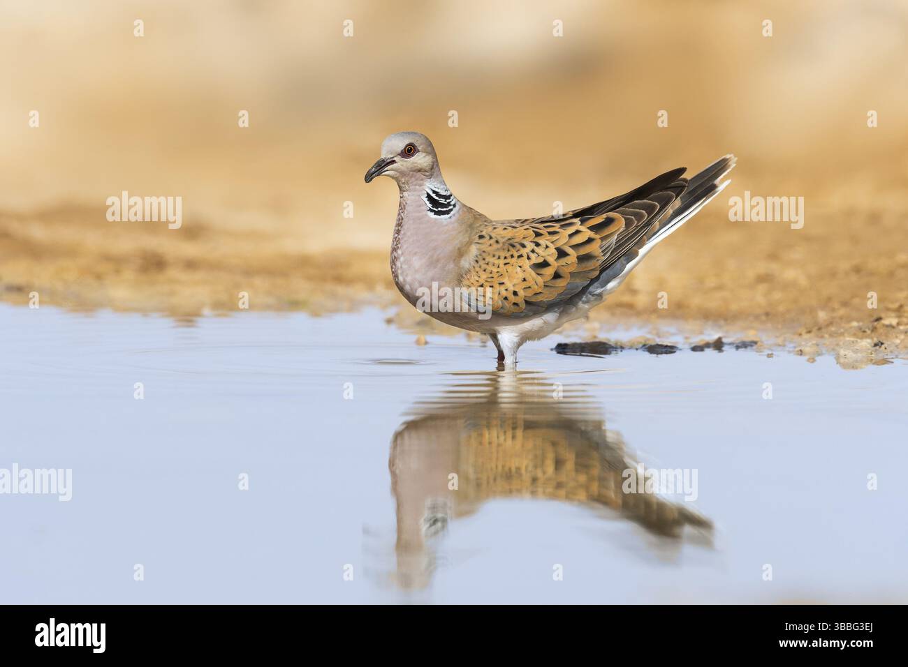 Tortora europea (Streptopelia turtur), Negev, Israele, Asia Foto Stock