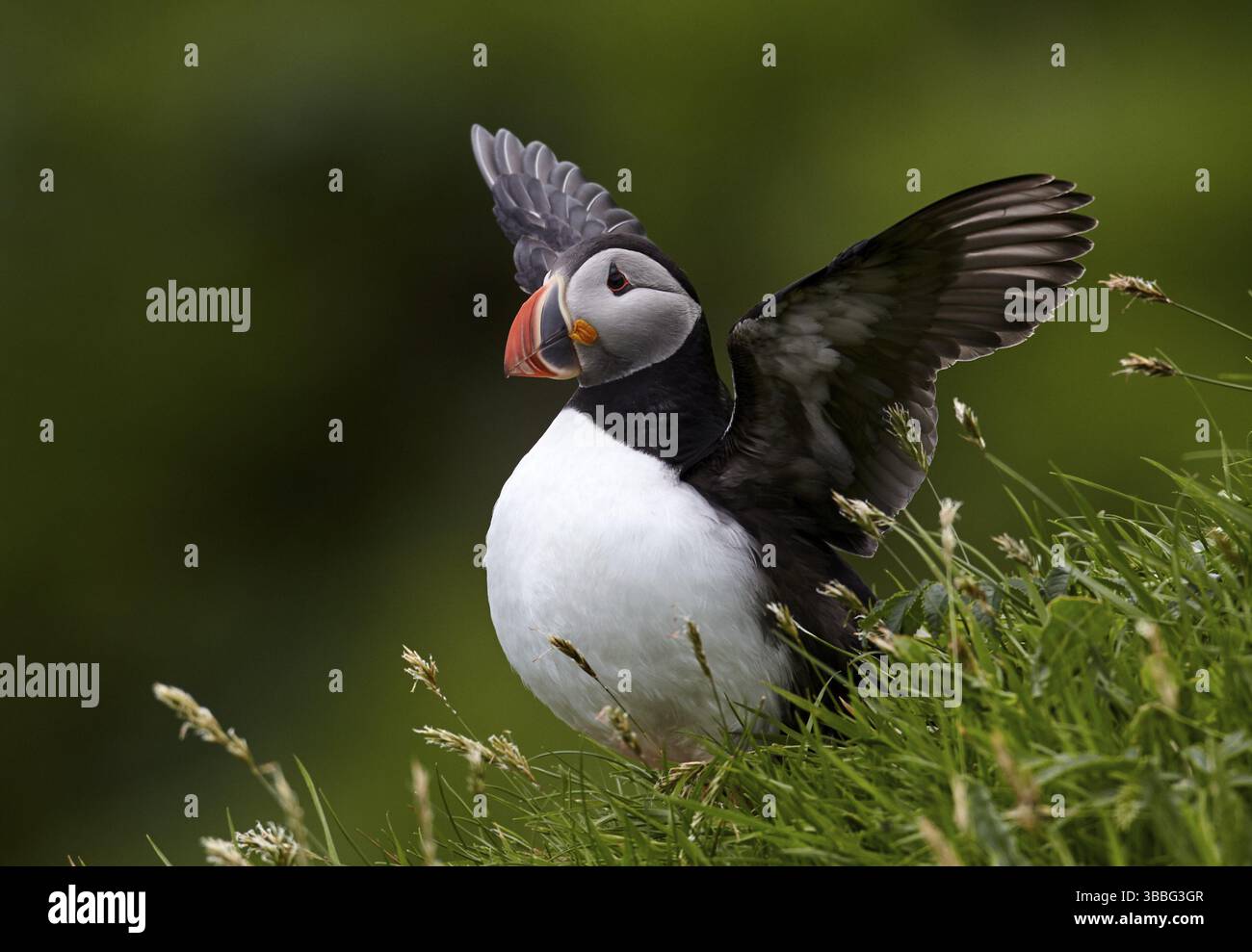 Atlantic Puffin (Fratercula arctica) che sbatte, arroccato sulla scogliera, Kalsoy, Isole Faroe, Europa Foto Stock
