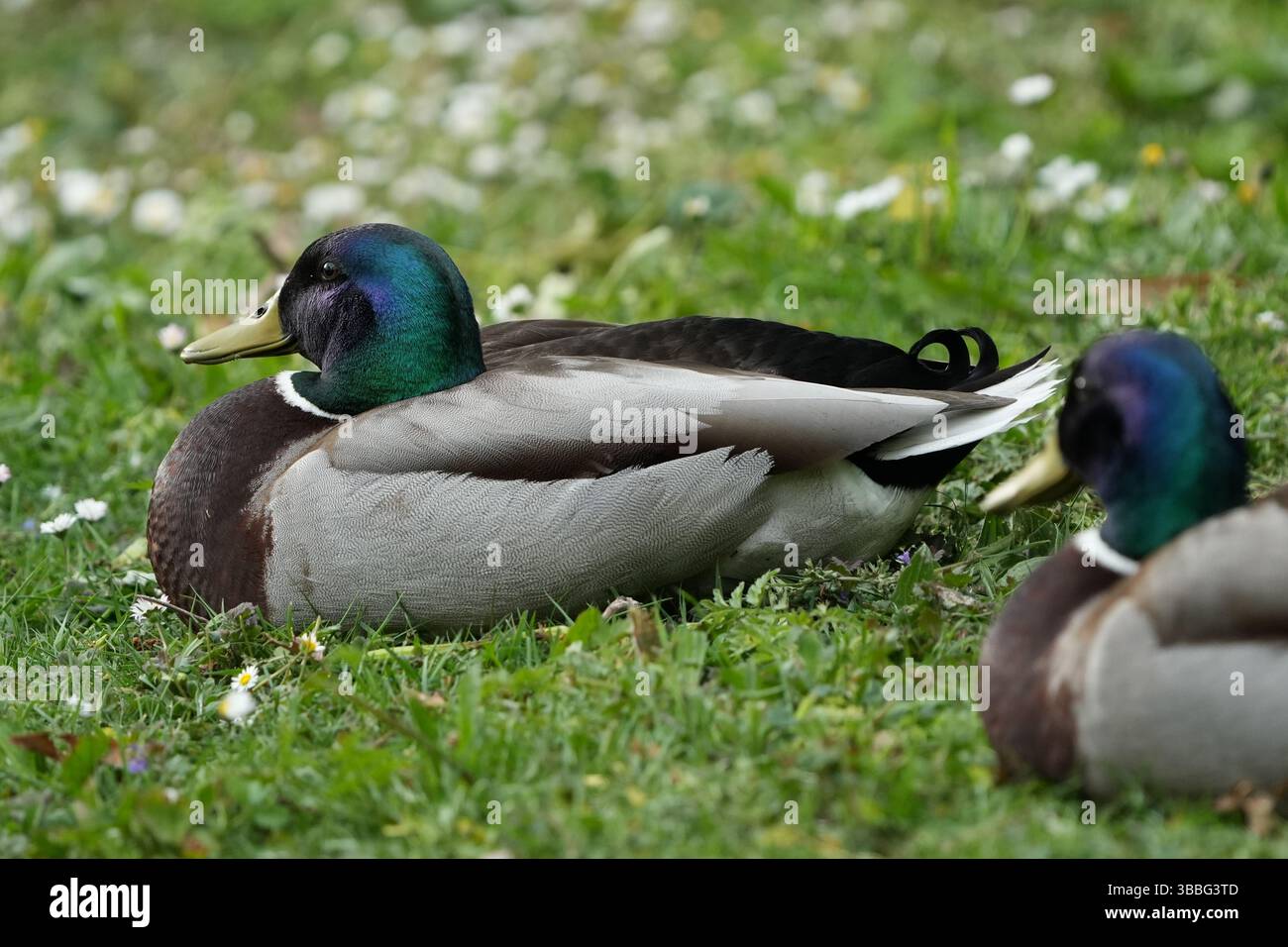 Anatra Mallard seduta nell'erba del parco Foto Stock