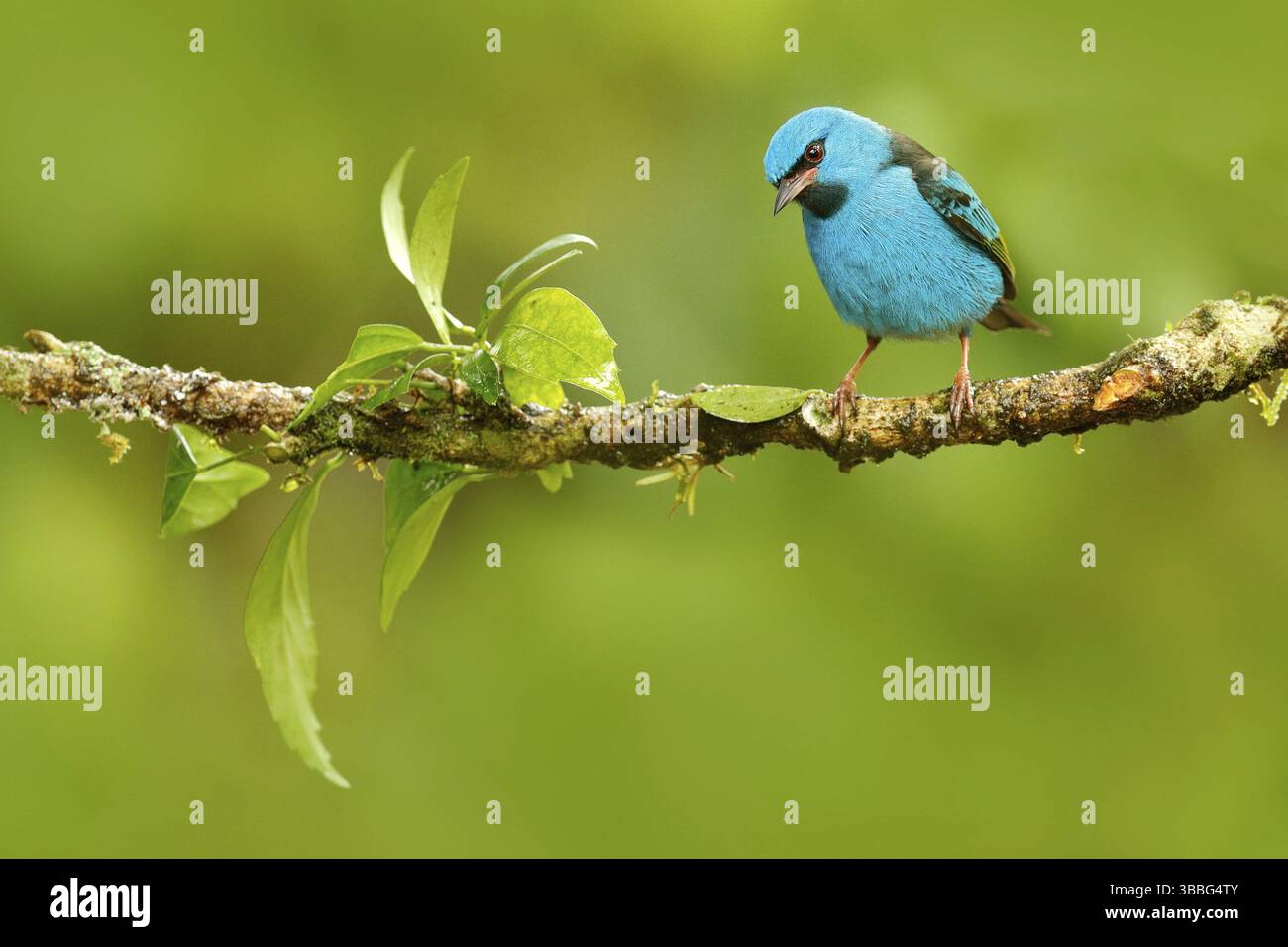 Blue Dacnis, Dacnis cayana, esotico tropico carino tanager con gamba gialla, Costa Rica. Blue songbird nell'habitat naturale. Bellissimo tropico esotico raro Foto Stock