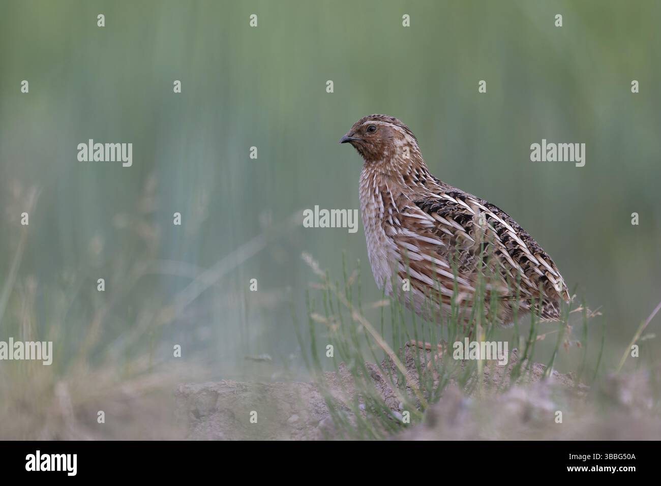Quaglia comune (Coturnix coturnix), Sassonia, Germania, Europa Foto Stock