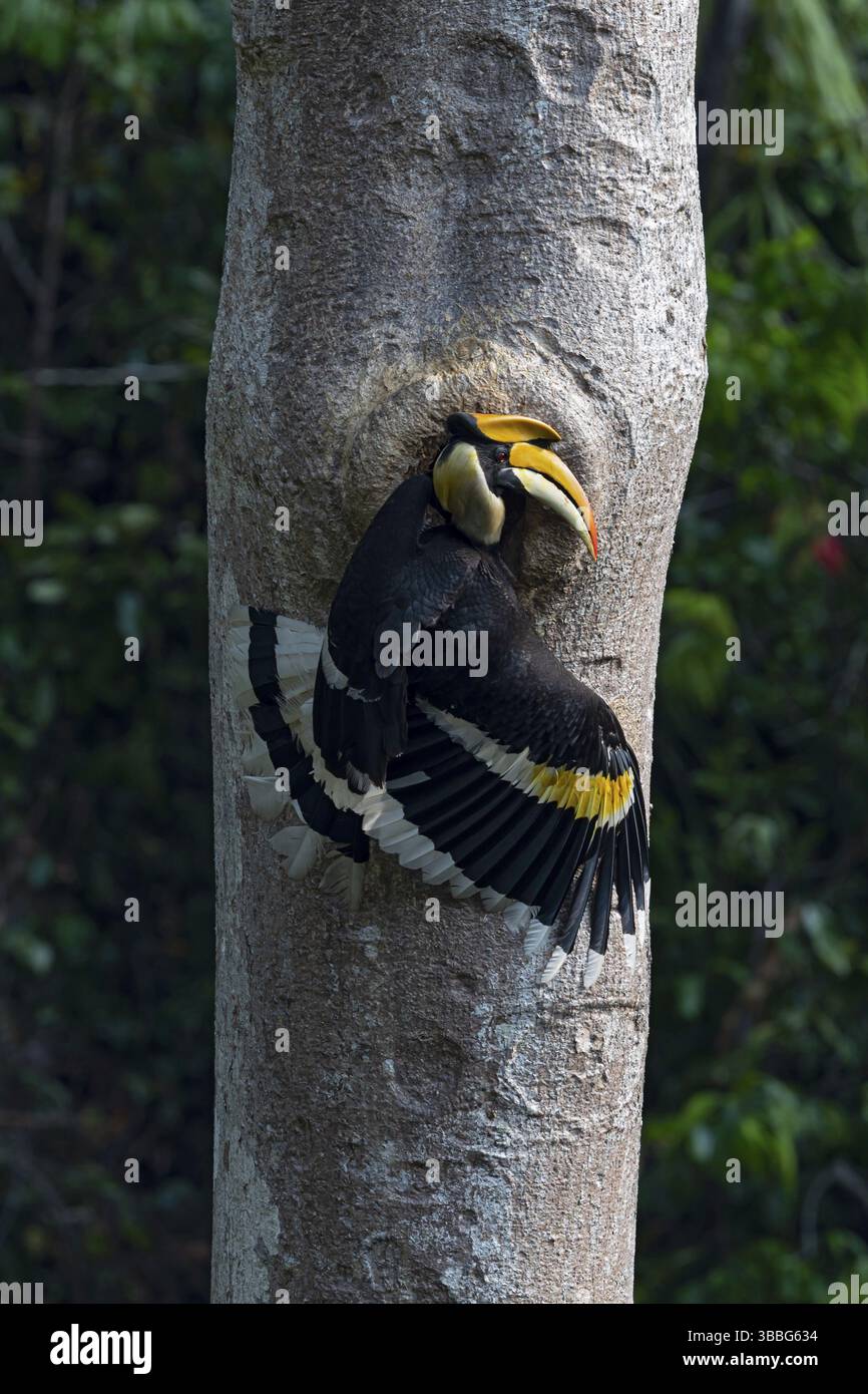 Great Hornbill (Buceros bicornis), alimentazione maschile presso la cavità di allevamento, Yunnan, Cina, Asia Foto Stock
